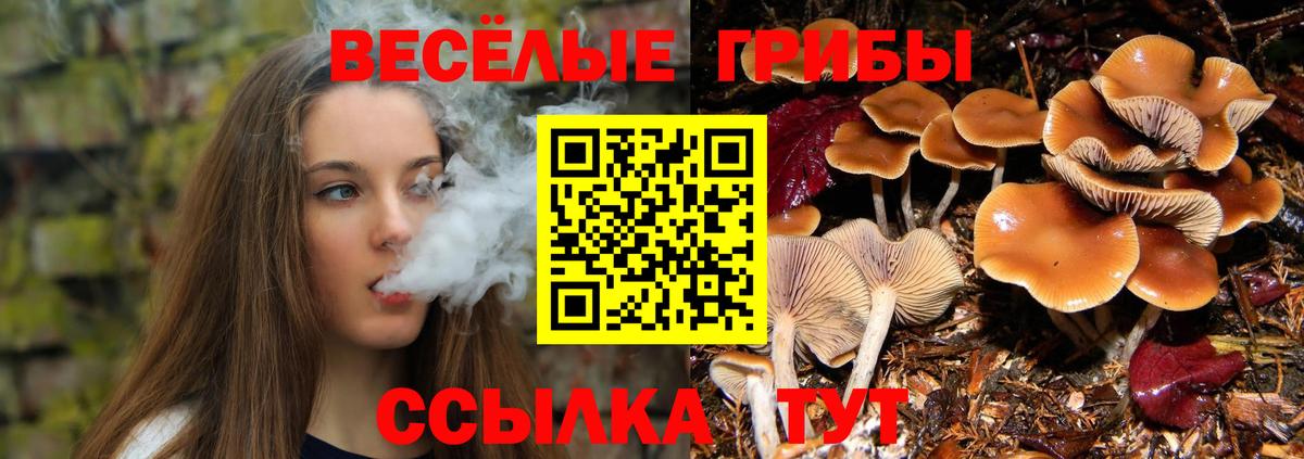 Галлюциногенные грибы Psilocybe Северск